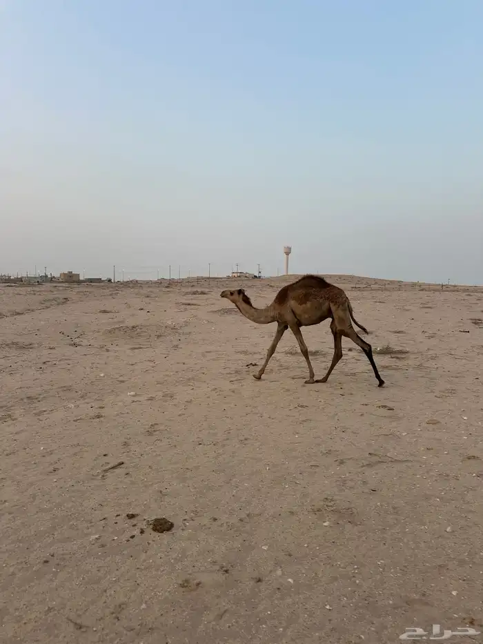 قعود للبيع 1