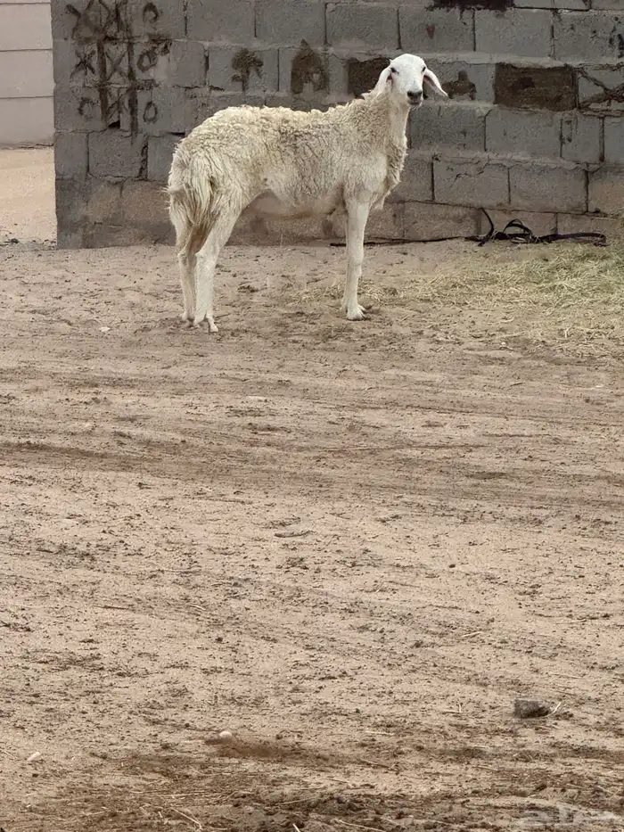 شاه حرية دافع فحص سونار الوادي السليل 0