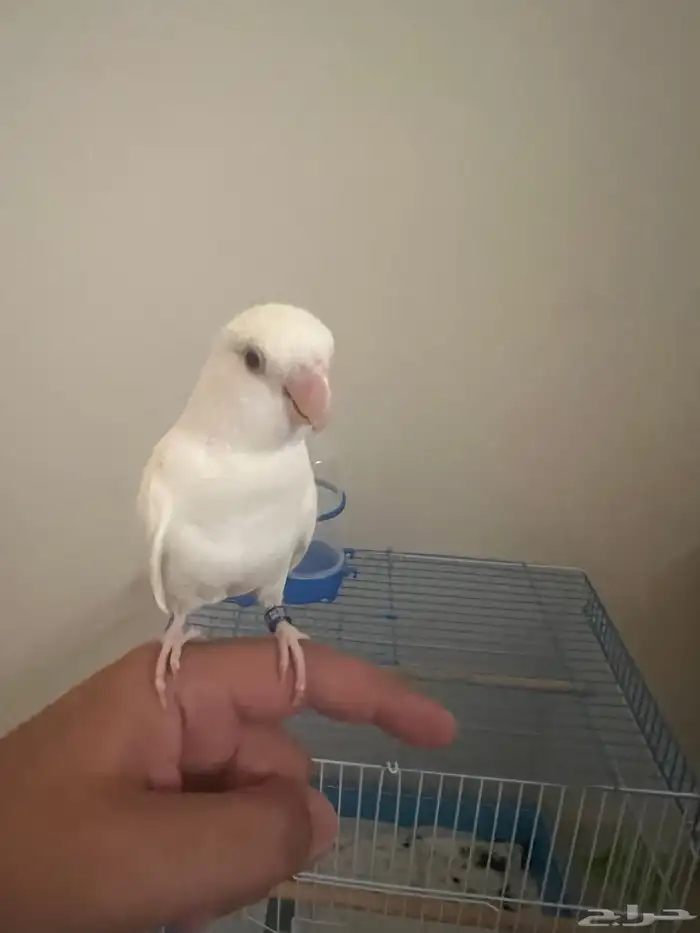 روز البينو اينو 6