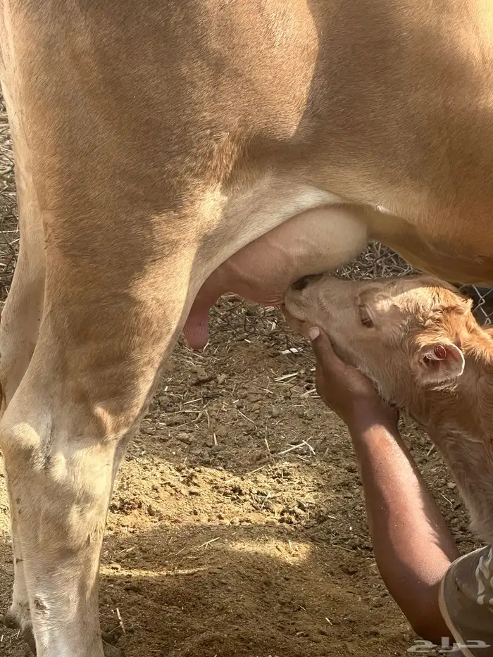 بقرة بكر سويسريه والد اليوم تحتها عجل 9