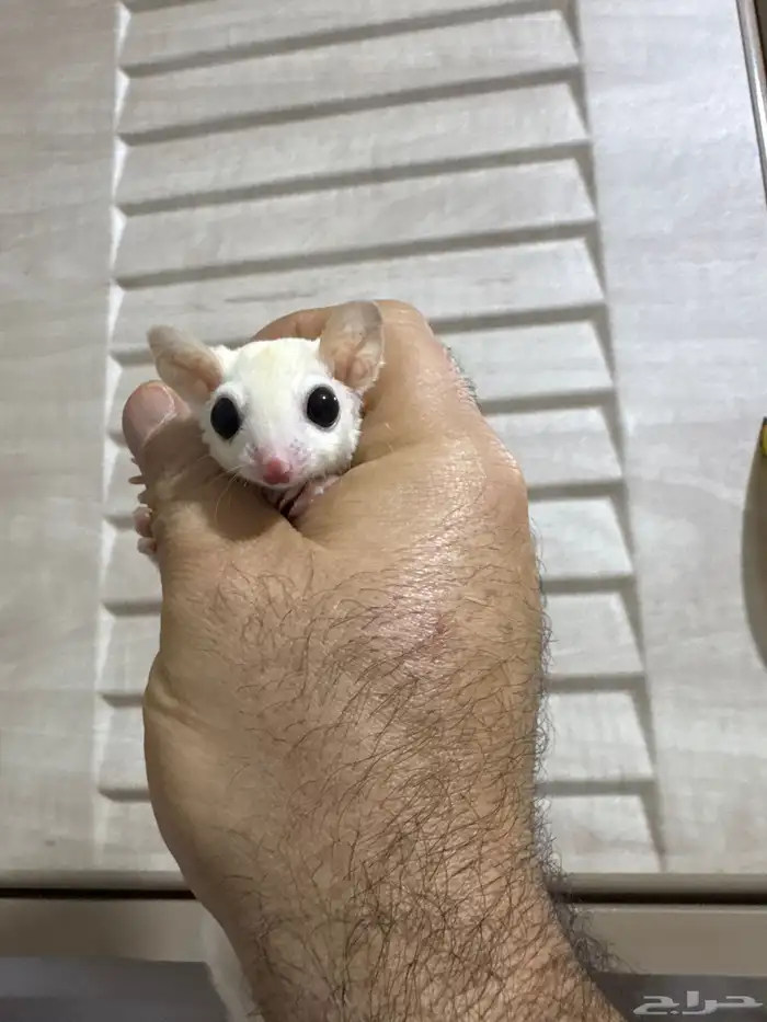 سنجاب شوقر قلايدر 1