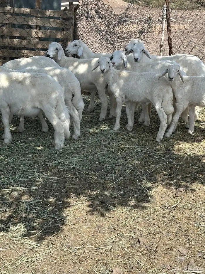 خرفان 1