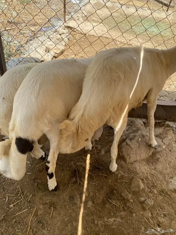 طليان فل شحم 5