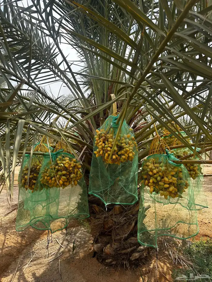 ثمر نخيل للبيع 3