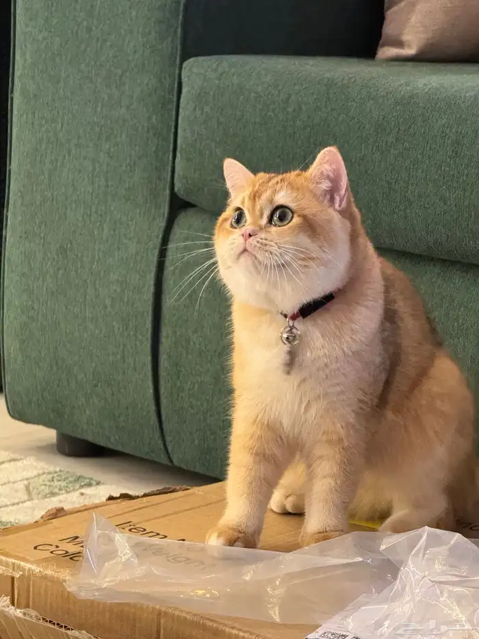 قط للتزاوج سكوتش مسجل 3