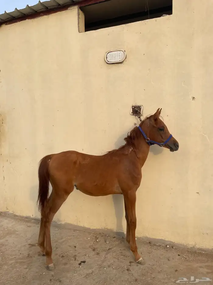 مهر واهو للبيع 0