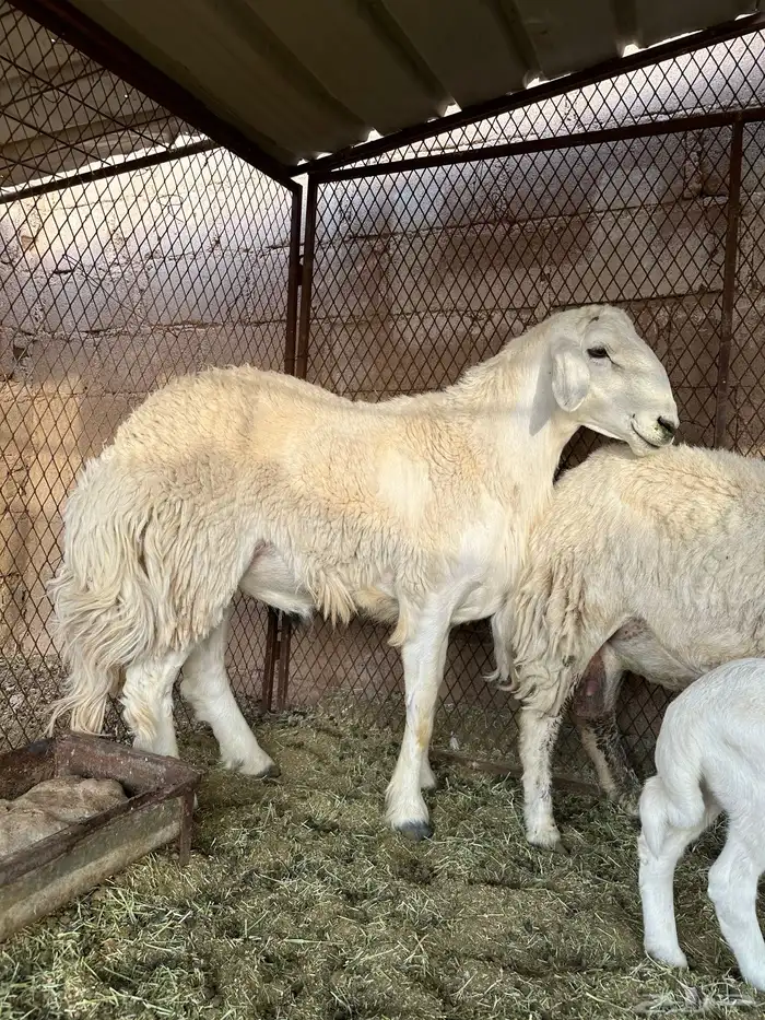 خروف حري رباع  تمم البيع 2