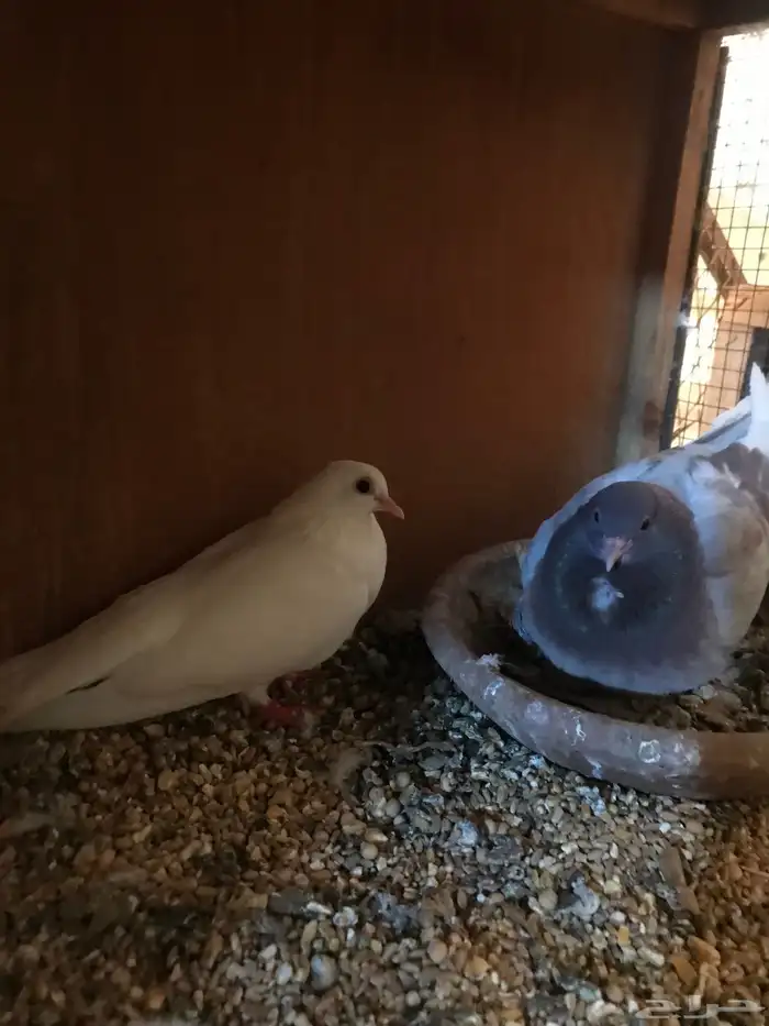 صنعاني اصيل شيبه حجم صغير وصوت ناعم 17