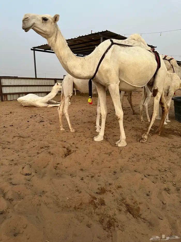 عشراء وضحاء حدرها بكره كفو منوة القناي 5