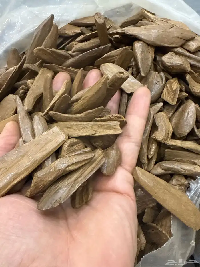 عود اصقون مروكي طبيعي فخم جدا جدا 1