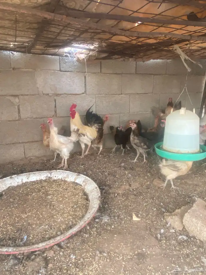 دجاج لبيع بلدي منوع 13