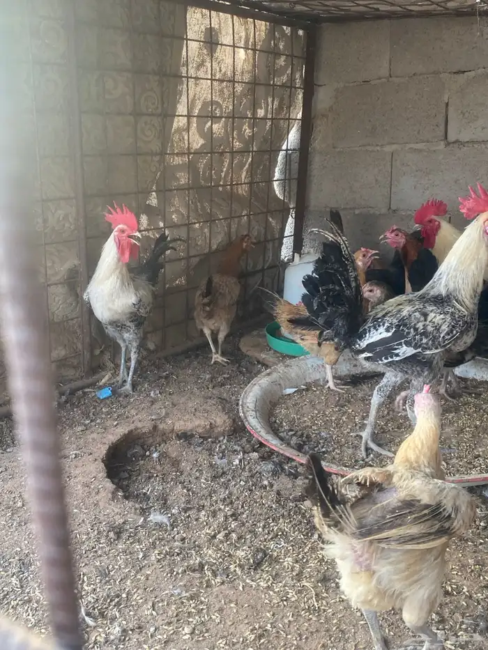 دجاج لبيع بلدي منوع 1