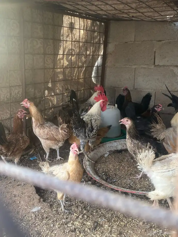 دجاج لبيع بلدي منوع 8