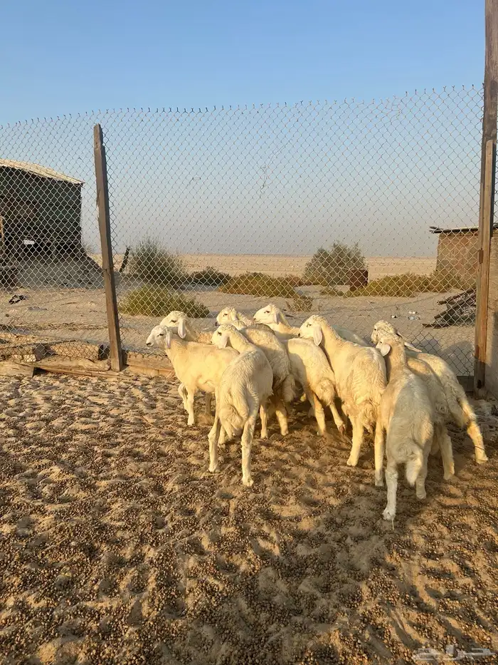 حريات هرفى ( تم البيع ) 8