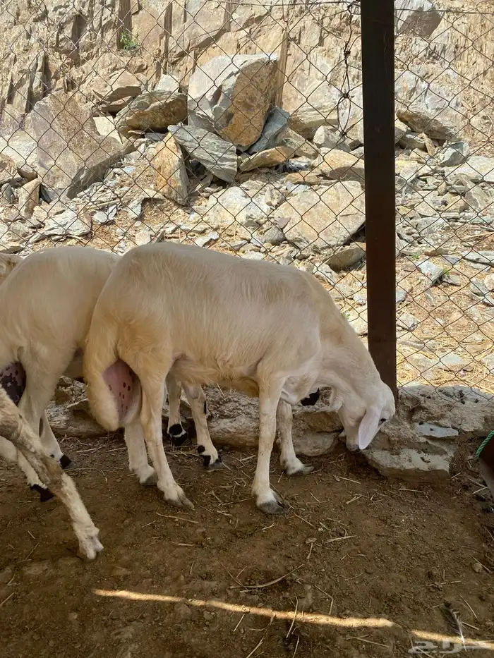 طليان للبيع(تم البيع) 1