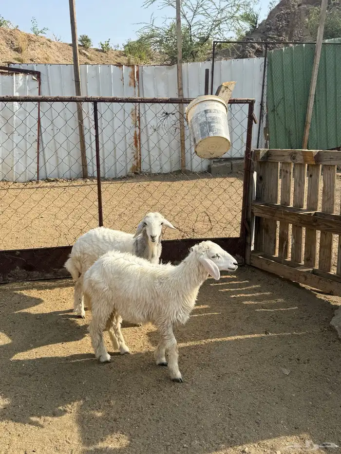 رخال سمان تم البيع 0