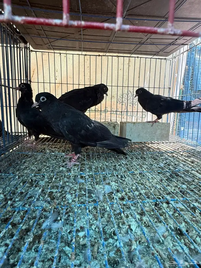 طبات صنعاوي بيور اصيل اسود 6
