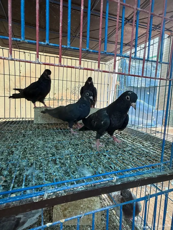 طبات صنعاوي بيور اصيل اسود 1