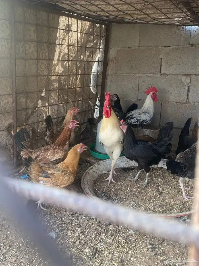 دجاج لبيع بلدي منوع 7
