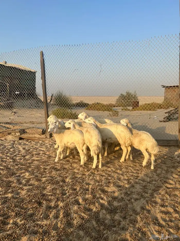 حريات هرفى ( تم البيع ) 7