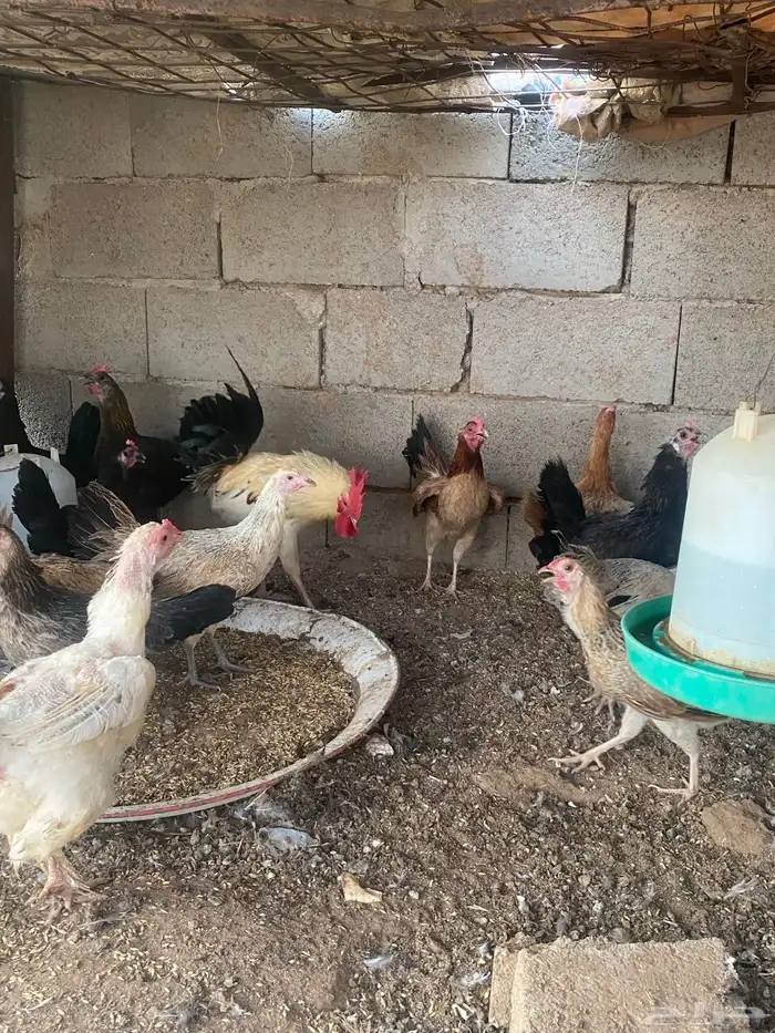 دجاج لبيع بلدي منوع 6