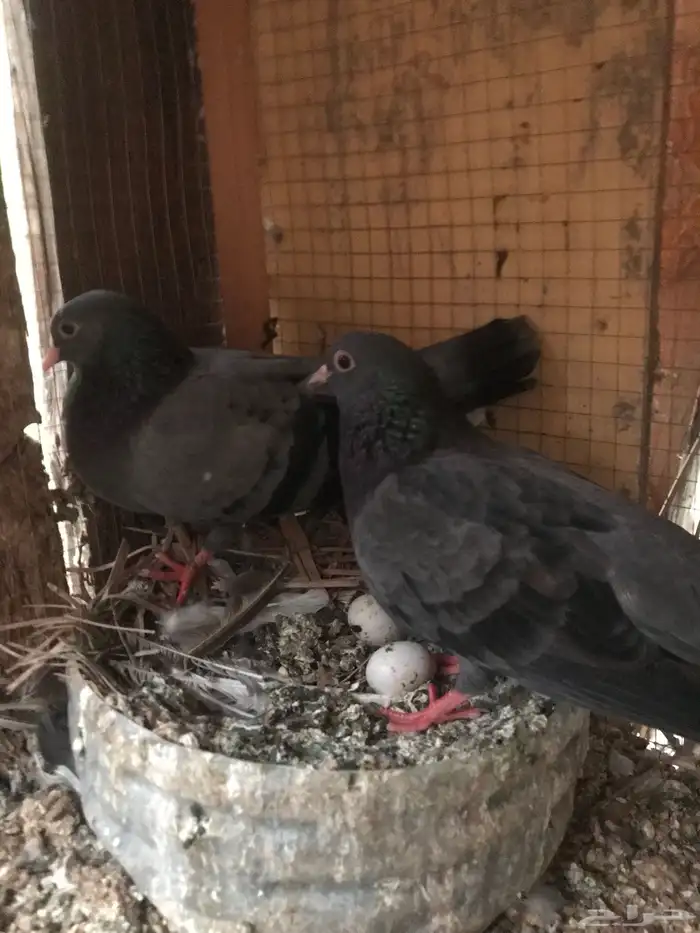 صنعاني اصيل شيبه حجم صغير وصوت ناعم 28