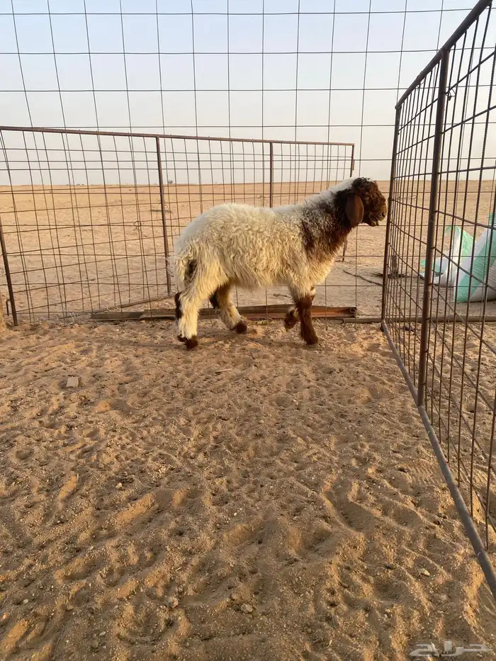 طليان للبيع واحد نعيمي والثاني مهجن 1