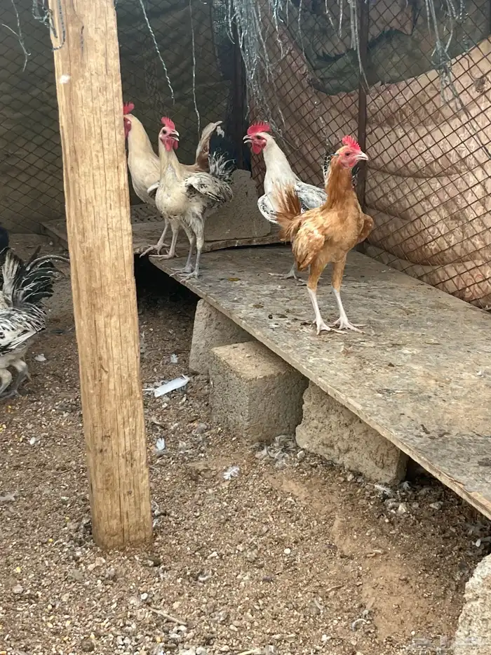 ديكه 4