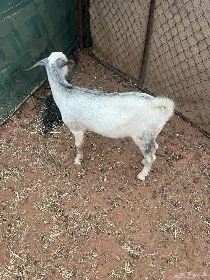 للبيع تيسين 1