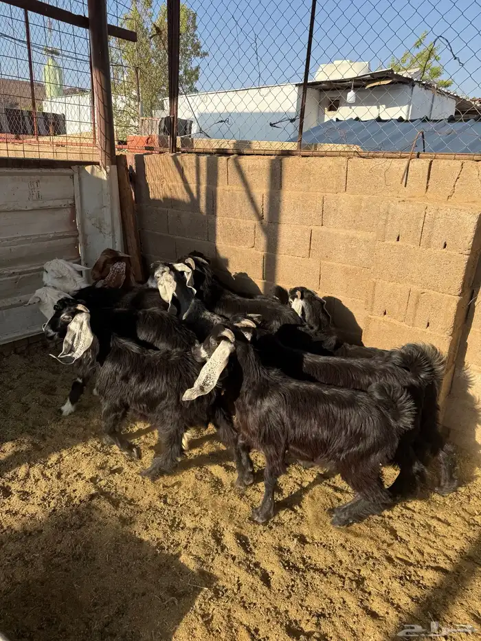 طليان وتيوس ذبايح نظيفه ع الشرط ( سلخ وتوصيل ) 6