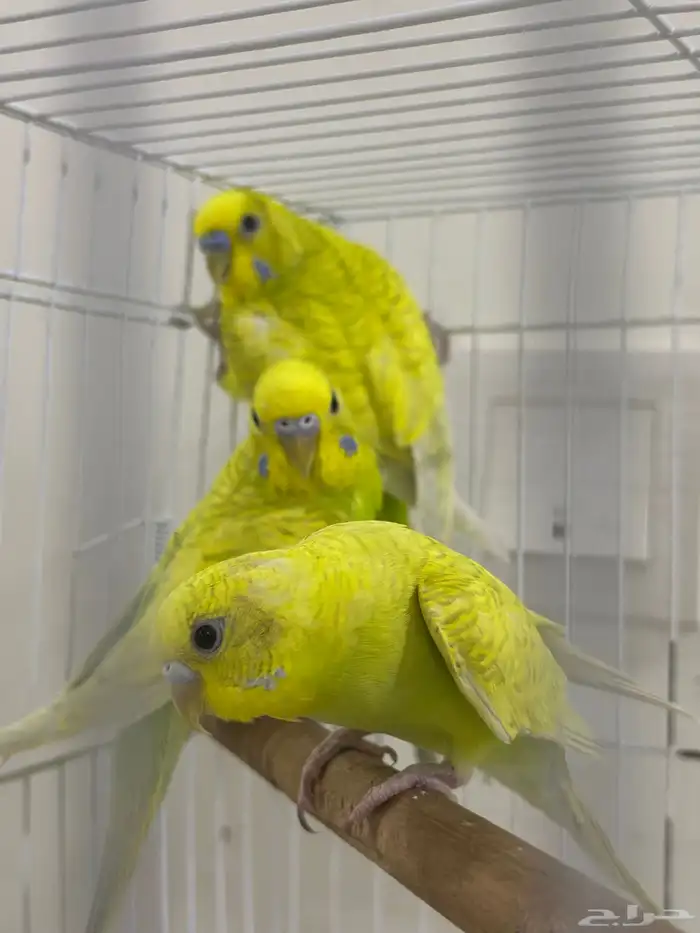 زوج بادجي وانثى تم البيع 0