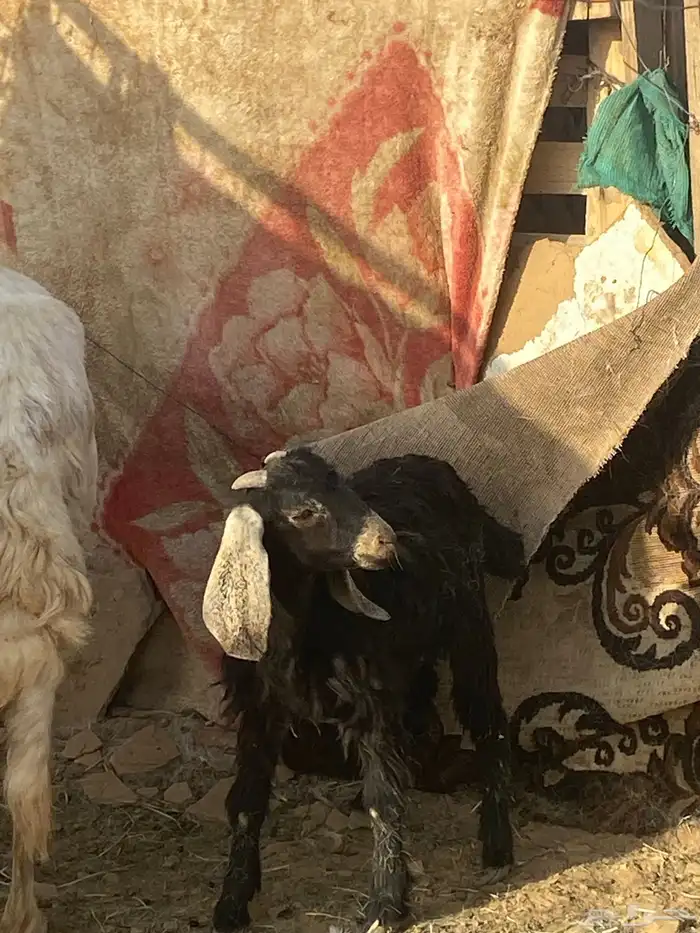 جفرا صغيرة  أتوقع عمرها  سبع شهور ولا ثماني شهور 0