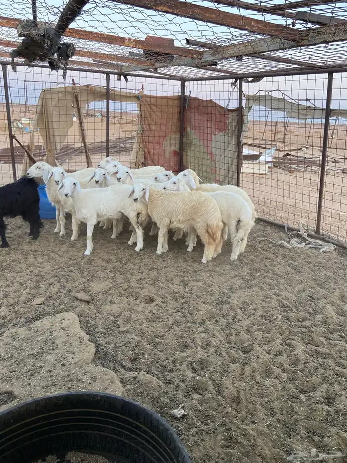 طليان ذبايح ضيوف وثلاجة مع ذبح وتوصيل. 6