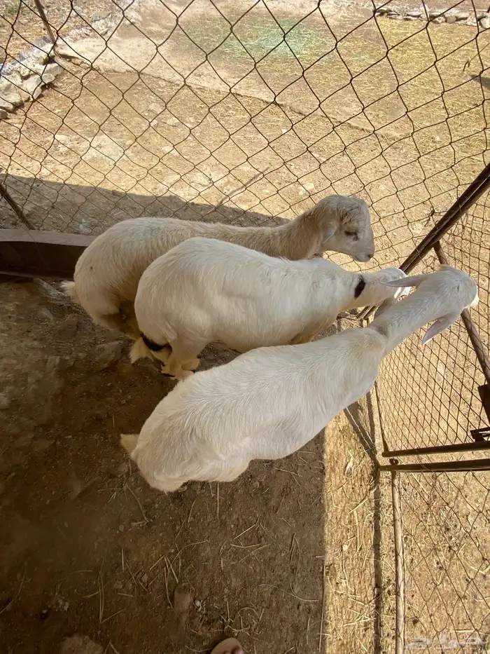 طليان فل شحم 3