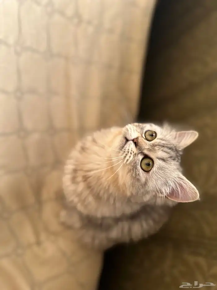قطه 1