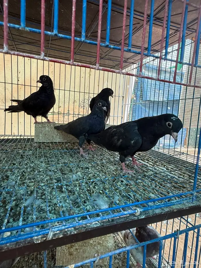 طبات صنعاوي بيور اصيل اسود 0