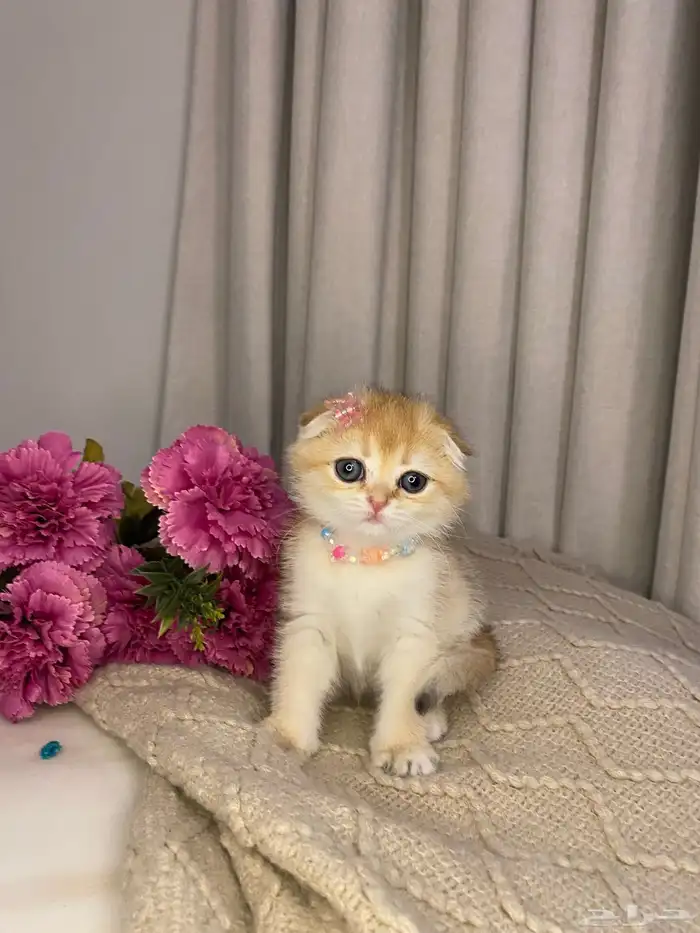 قطط للبيع سكوتش 1