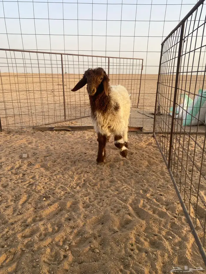 طليان للبيع واحد نعيمي والثاني مهجن 0