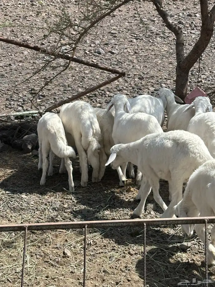 خرفان 6