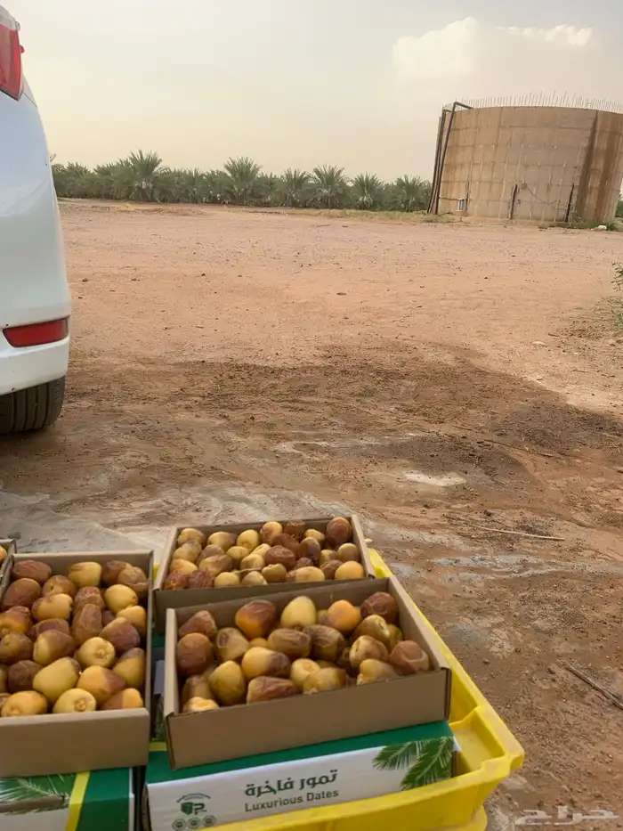تمر سكري 1