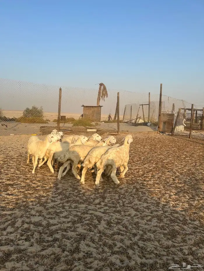 حريات هرفى ( تم البيع ) 3