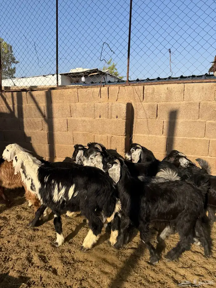 طليان وتيوس ذبايح نظيفه ع الشرط ( سلخ وتوصيل ) 8