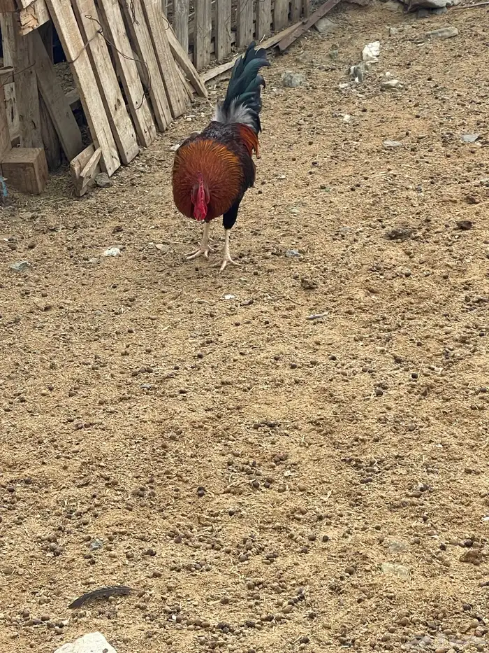 ديك بلدي العمر سنه 1