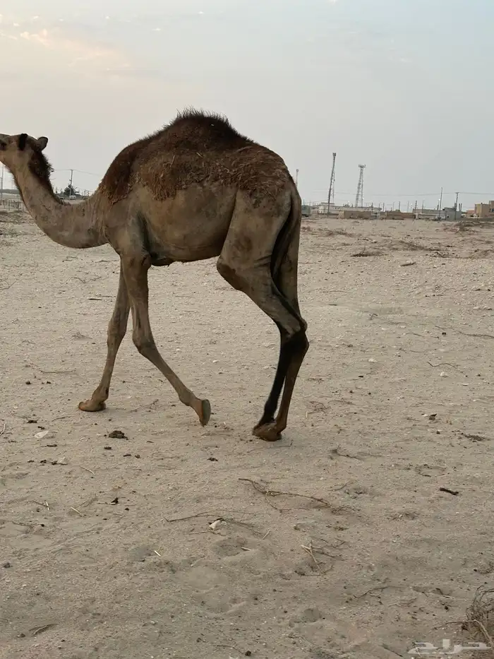 قعود للبيع 8