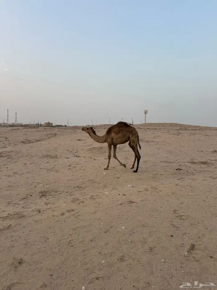 قعود للبيع 6
