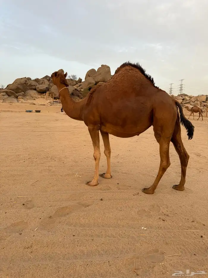 ملاقي ساحلية اصل 2