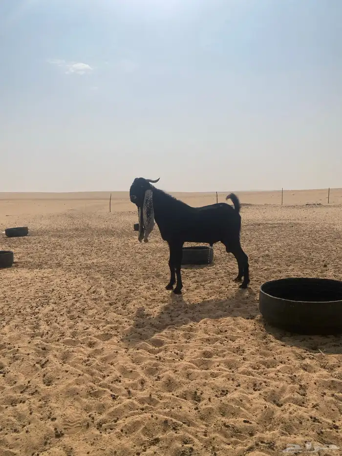 تيس هولندي صنف معرف الون اسود 1