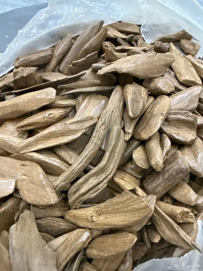 عود اصقون مروكي طبيعي فخم جدا جدا 0