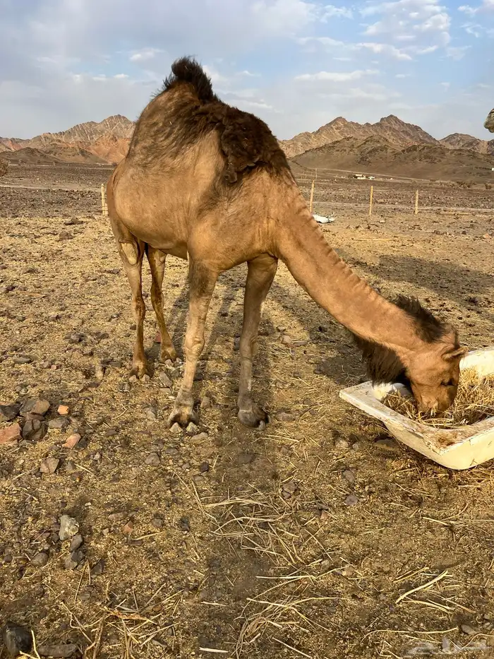 لقحه حمرا ساحليه ب 6600 تم البيع 1