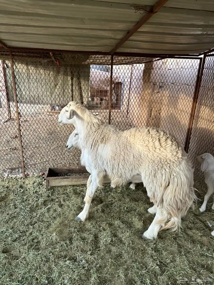 خروف حري رباع  تمم البيع 6